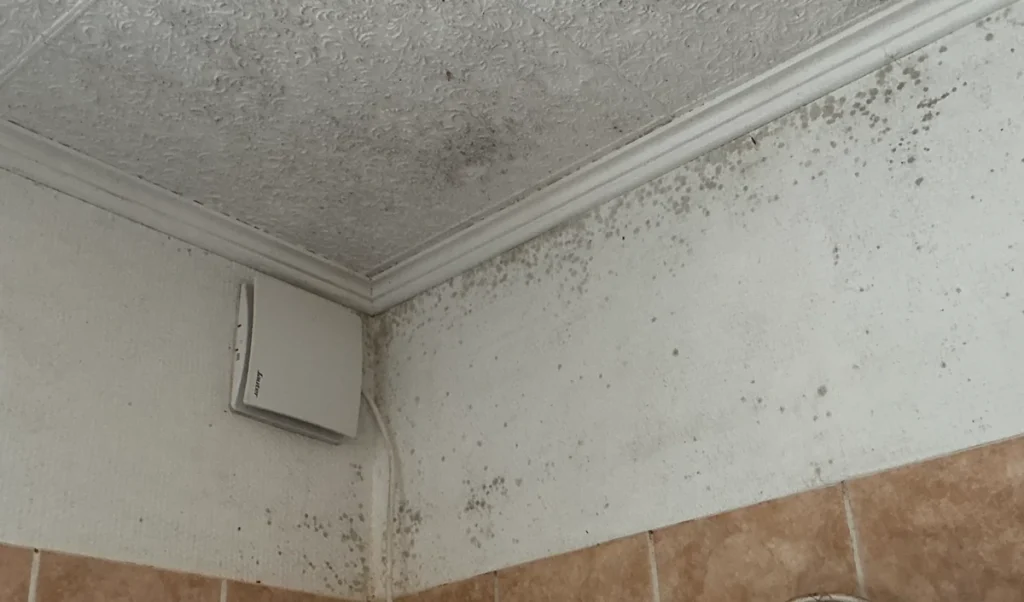 Traces de moisissures sur les murs et le plafond d’une pièce à Saumur.